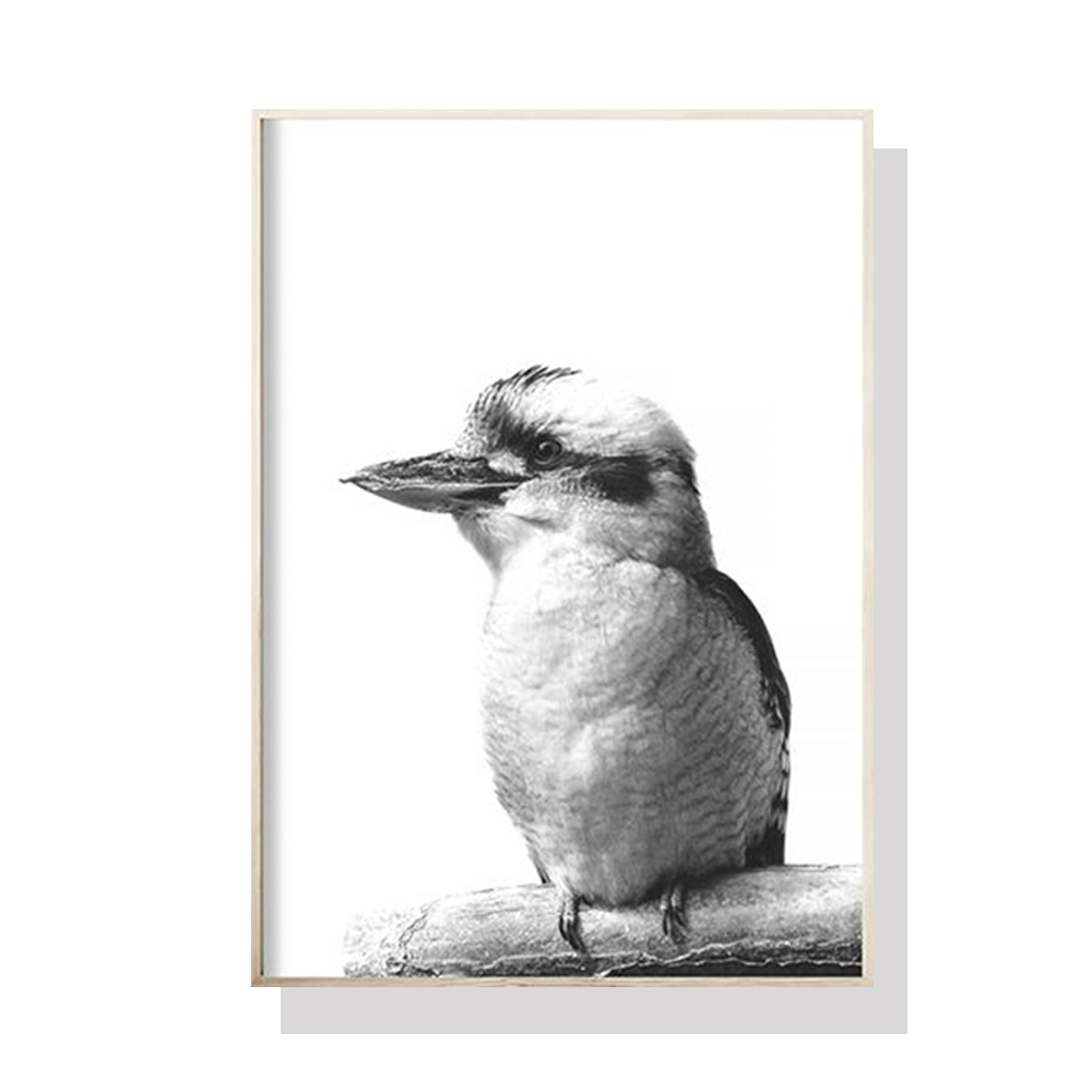 V207-1256-2-146386-00 Wall Art 80cmx120cm Kookaburra Black Frame Canvas - Image 1