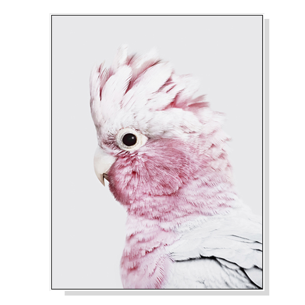 V207-1454-66034-00 Wall Art 50cmx70cm Pink Galah White Frame Canvas - Image 1