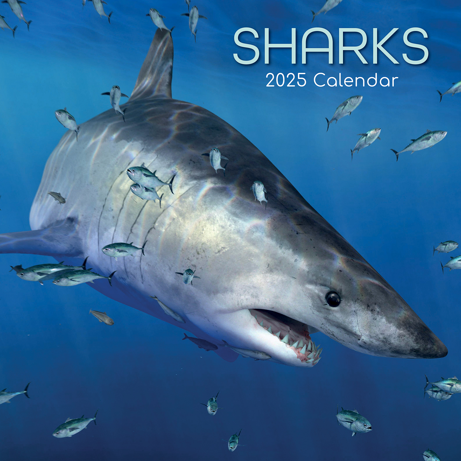 V474-689630-202503241145-00 Sharks - 2025 Square Wall Calendar Pets Animals 16 Months Premium Planner Gift - Image 1