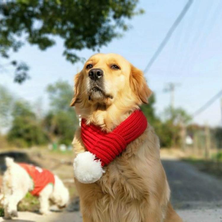 V562-2016621640DBT-202503201711-00 Pet Christmas Wool Scarf Saliva Towel - Size Xs - Image 1