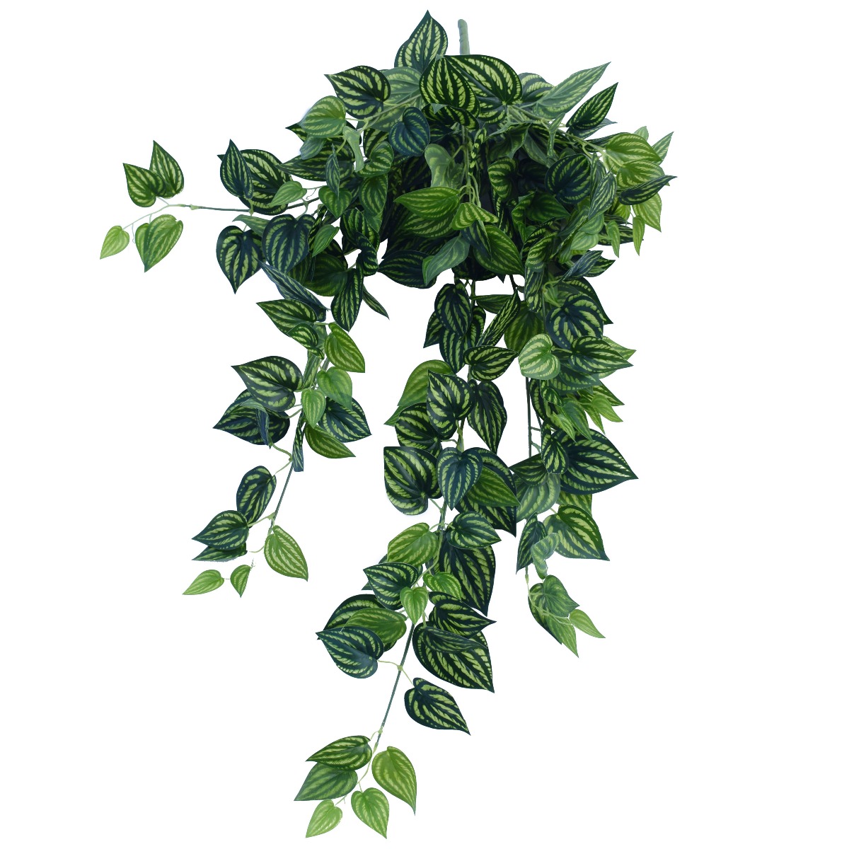 dsc_0277_3 Bright Mixed Philodendron Garland Bush 100cm - Image 1