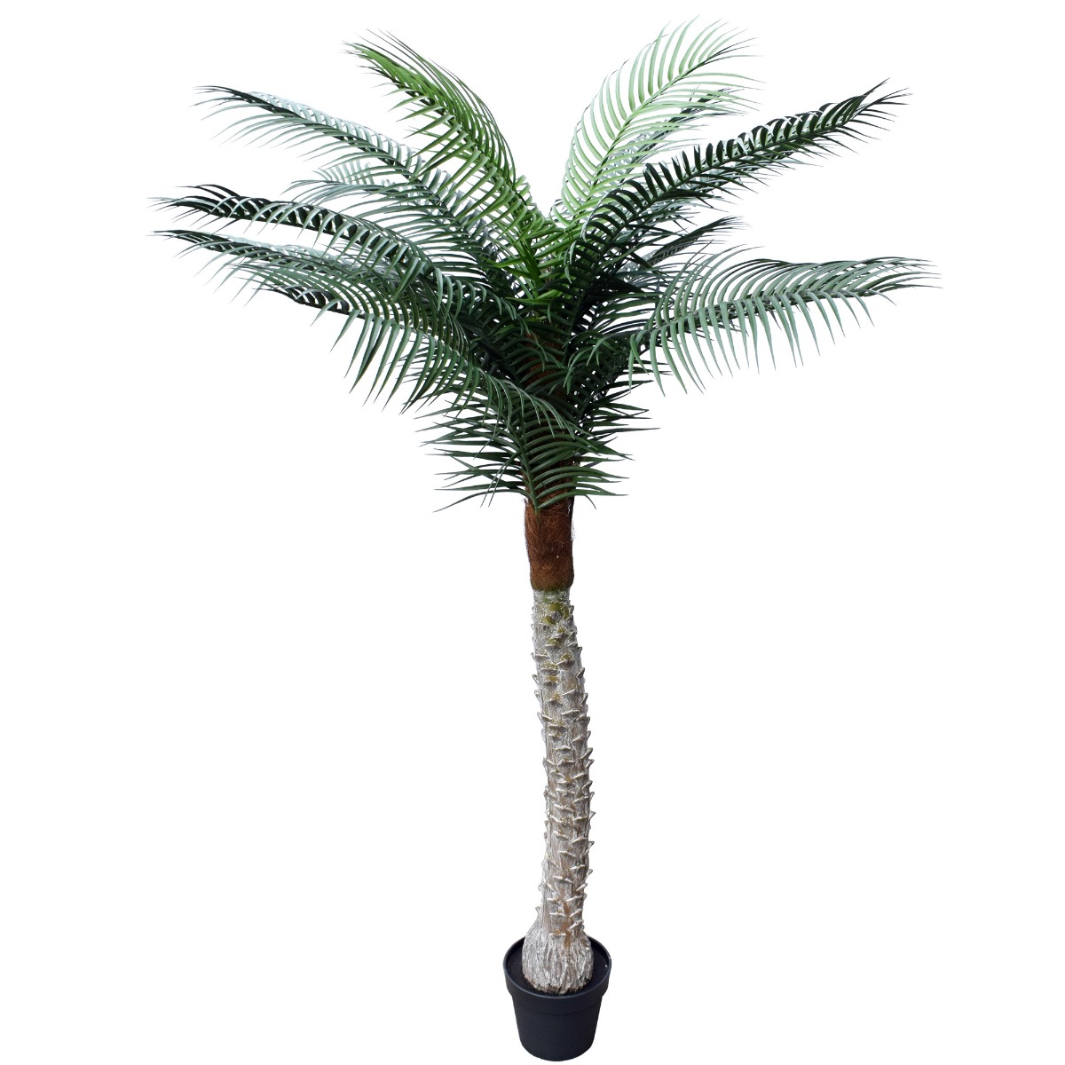 dsc_0385_7 Tropical Phoenix Palm Tree 170cm UV Resistant - Image 1
