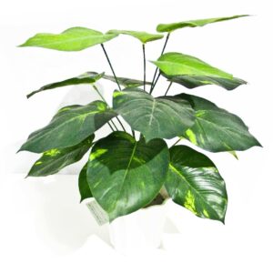 Lily Stem 32cm