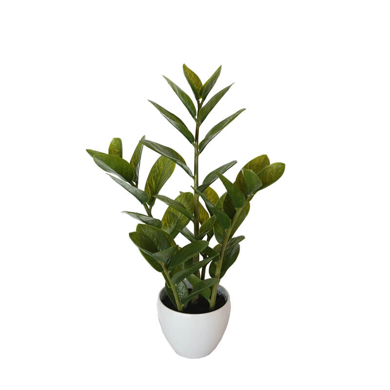 kd9253_2__3 60cm Potted Zanzibar - Image 1